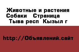 Животные и растения Собаки - Страница 10 . Тыва респ.,Кызыл г.